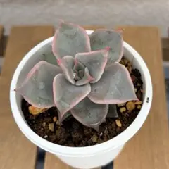 マディバ 抜き苗 多肉植物 - メルカリ
