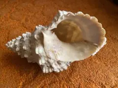 2025年最新】ほら貝の人気アイテム - メルカリ