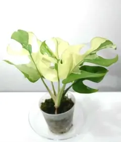 2026年最新】ラフィドフォラ テトラスペルマ ミント斑入りの人気