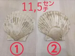 【 北海道産 】ほたて 貝殻 11,5㎝ 2枚