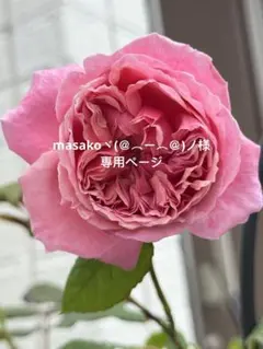 masakoヾ(＠⌒ー⌒＠)ノ様2点まとめ専用ページ