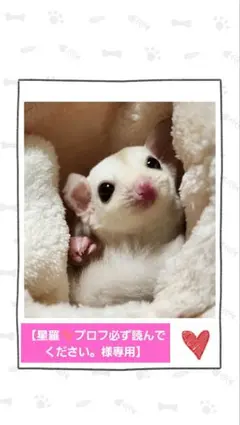 【星羅プロフ必ず読んでください。様専用】モモンガポーチ