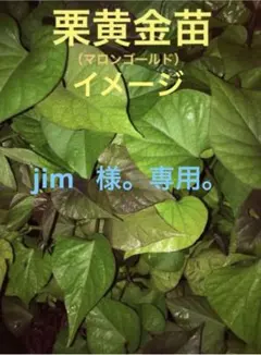2026年最新】マロンゴールド栗黄金苗の人気アイテム - メルカリ