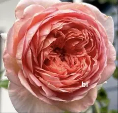 まる様 リクエスト 2点 まとめ商品