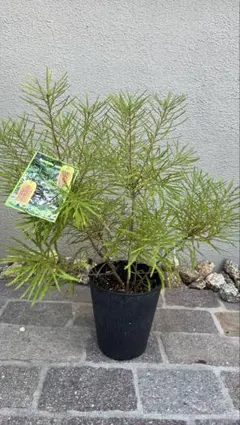 ボリューム株　ヘアピンバンクシア　スピヌロサ　鉢植え17　苗　オージープランツ ボリューム株 ヘアピンバンクシア スピヌロサ 鉢植え17 苗