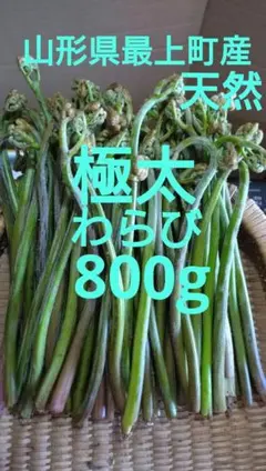山形県最上町産天然、極太わらび800g！NO23のサムネイル