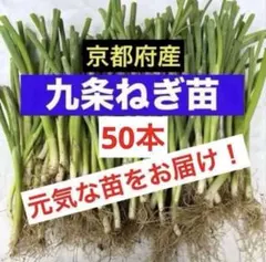 京都府産 九条ネギ苗 100本 家庭菜園や畑に！甘くて柔らか - メルカリ