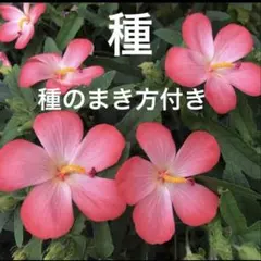 user_dcae9308様 リクエスト 3点 まとめ商品