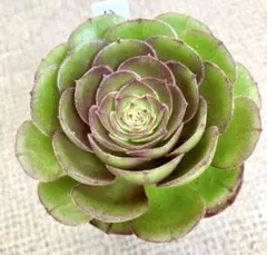 A＊多肉植物 アエオニウム ハロウィンかサラダボール 抜き苗1ポット分