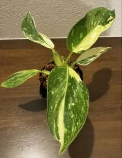 2026年最新】イルセマニーの人気アイテム - メルカリ