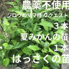 ジロウのママ様 リクエスト まとめ商品