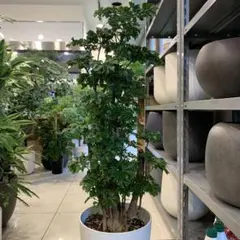 大特価！ラスト1鉢！ポリシャス ロベル 苗 苗木 観葉植物 7号鉢 - メルカリ