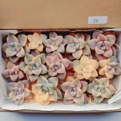 30.多肉植物　ティテュバンス錦　カット苗　詰め合わせ