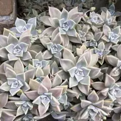 朧月 多肉植物 カット苗 - メルカリ