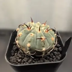 ボ*ド様 バッテリー 狂刺スーパーからの実生 鉢植え メルカリ便送料込み ボ*ド様 バッテリー 狂刺スーパーからの実生 鉢植え メルカリ便