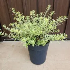 もふもふボリューム苗 アデナンサスウーリーブッシュ 鉢植え 苗 - メルカリ
