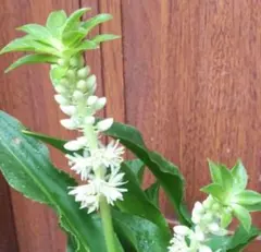 ぼぼたん様 リクエスト 2点 まとめ商品