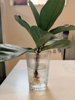 2026年最新】フィカスバンビーノの人気アイテム - メルカリ