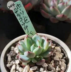 2026年最新】ザラゴーサspノバの人気アイテム - メルカリ