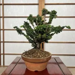 岩松 イワヒバ 苔盆栽 高山植物 陶器鉢付 - メルカリ