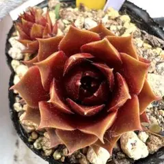 多肉植物 センペルビウム ジュエルケース No.33【青】 - メルカリ