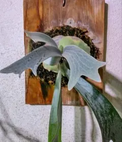 ビカクシダ E-1 ②白ビフのサムネイル