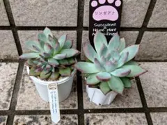 2026年最新】多肉植物 リンゼアナの人気アイテム - メルカリ