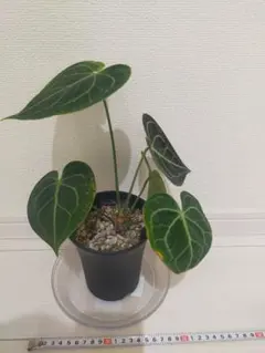 2026年最新】anthuriumの人気アイテム - メルカリ