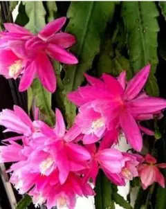 2026年最新】クジャクサボテンみなとまつりの人気アイテム - メルカリ