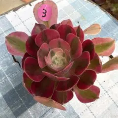 36#観葉植物アエオニウム錦❤️ピンクウィッチ錦❤️1大頭11cm 拔き苗