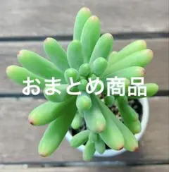 しほ様 リクエスト 4点 まとめ商品