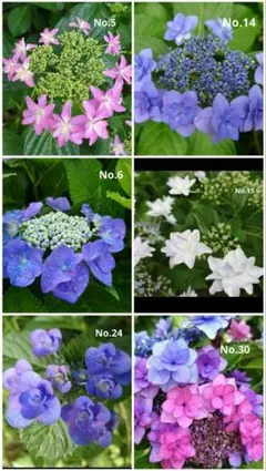 紫陽花 ガクアジサイ6種類 挿し穂 各1本ずつ ラスト商品 ネコポス発送