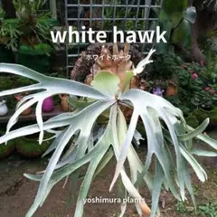 ビカクシダ White hawk （OC）直接引取り限定 ビカクシダ ホワイトホーク OC 胞子葉一本分 - メルカリ