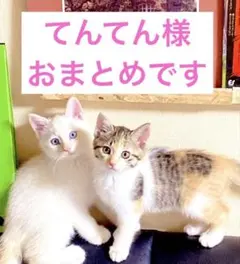 てんてん様 リクエスト 2点 まとめ商品