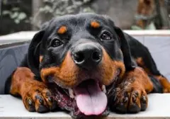 Item thumbnail for item 50698c6e-553e-4518-b9d1-a88b823c09dc