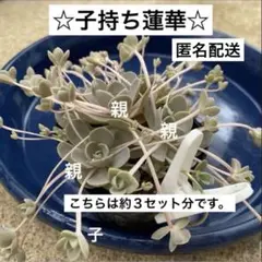 R4☆多肉植物☆可愛く楽しく増える☆子持ち蓮華☆安心の根付き☆のサムネイル