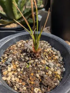 2026年最新】ヤシ カナリーの人気アイテム - メルカリ