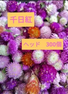 千日紅 インテリア