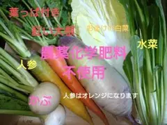 農薬化学肥料不使用新鮮採りたて野菜詰め合わせ2