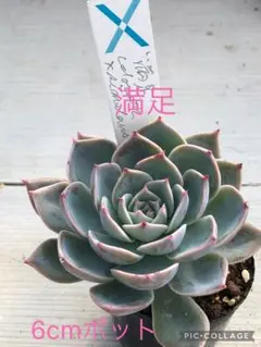 (毒りんご×チワワエンシス)×エレガンス札付きポットごとメルカリ便SSSさん苗 毒りんご×チワワエンシス✤多肉植物✤エケベリア - メルカリ