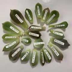 yuzu-mama様 リクエスト 2点 まとめ商品