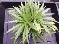 Dyckia Richard Kaz ディッキア - メルカリ