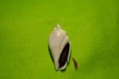 貝殻標本(沖縄の青い海の宝) ネジマキガイ蓋付