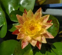 苔熊様 リクエスト 2点 まとめ商品