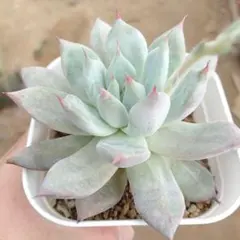 2026年最新】多肉リンゼアナの人気アイテム - メルカリ