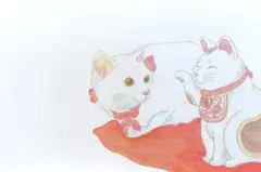 白猫　招き猫　ハガキ　⚠原画ではありません。