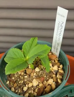 もり子❤(ӦｖӦ。)プロフィール必読様 リクエスト 2点 まとめ商品