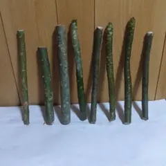 ❤️14番❤️プルメリア ８本セット❤️