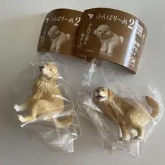 ゴールデンレトリバーシークレット