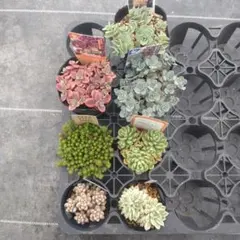 リブ様 リクエスト 7点 まとめ商品